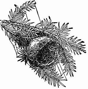 Fig. 103.—