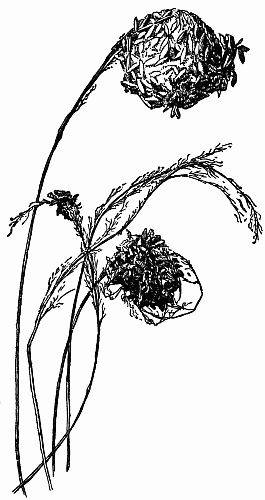 Fig. 104.—