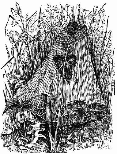 Fig. 105.—