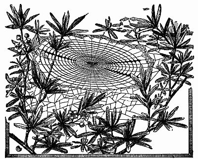Fig. 111.—