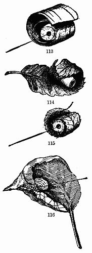 Figs. 113, 114, 115 and 116.—