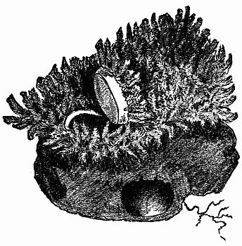 Fig. 121.—The Mouth of Cteniza