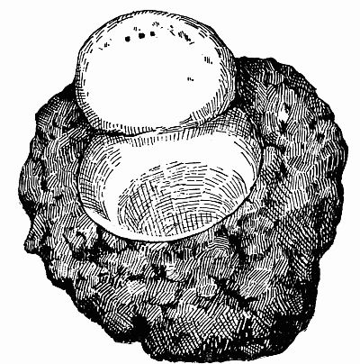 Fig. 124.—