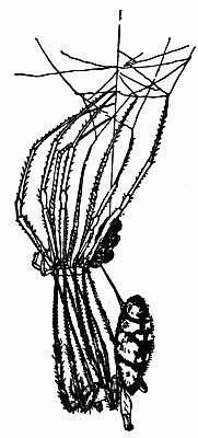 Fig. 125.—