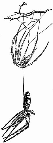Fig. 126.—
