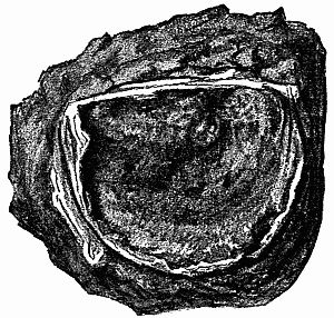 Fig. 127.—