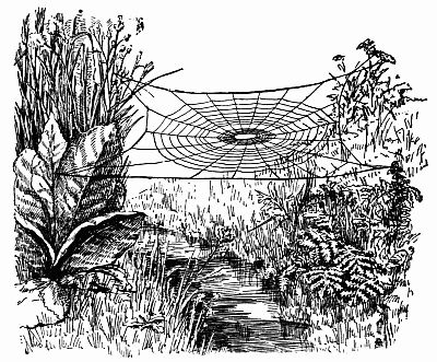 Fig. 131.—The 