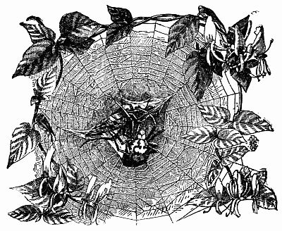Fig. 134.—