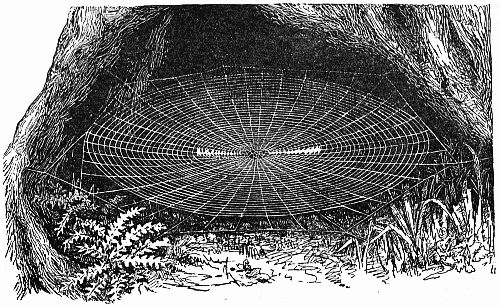 Fig. 141.—