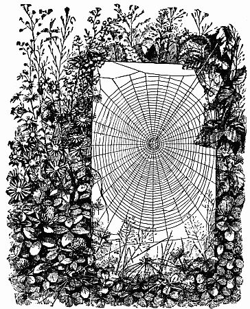 Fig. 143.—